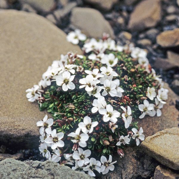 Arenaria pseudofrigida Svalbard Longyearbyen E. Fremstad 1988